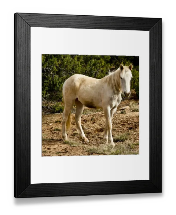 Framed Print : Indian pony, free range, Canyon de Chelly, National Monument, Chinle, USA Framed Print : Indian pony, free range, Canyon de Chelly, National Monument, Chinle, USA