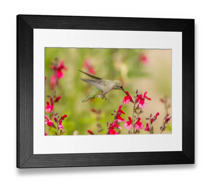 Framed Print : USA, Arizona, Desert Botanic Garden. Feeding hummingbird Framed Print : USA, Arizona, Desert Botanic Garden. Feeding hummingbird