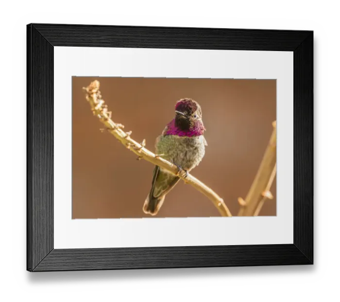 Framed Print : USA, Arizona, Arizona-Sonora Desert Museum. Male Annas hummingbird displaying Framed Print : USA, Arizona, Arizona-Sonora Desert Museum. Male Annas hummingbird displaying
