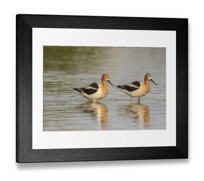 Framed Print : USA, Arizona, Gilbert Water Ranch. American avocet pair