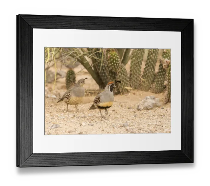 Framed Print : USA, Arizona, Desert Botanic Garden. Male and female Gambels quail. Credit as Framed Print : USA, Arizona, Desert Botanic Garden. Male and female Gambels quail. Credit as
