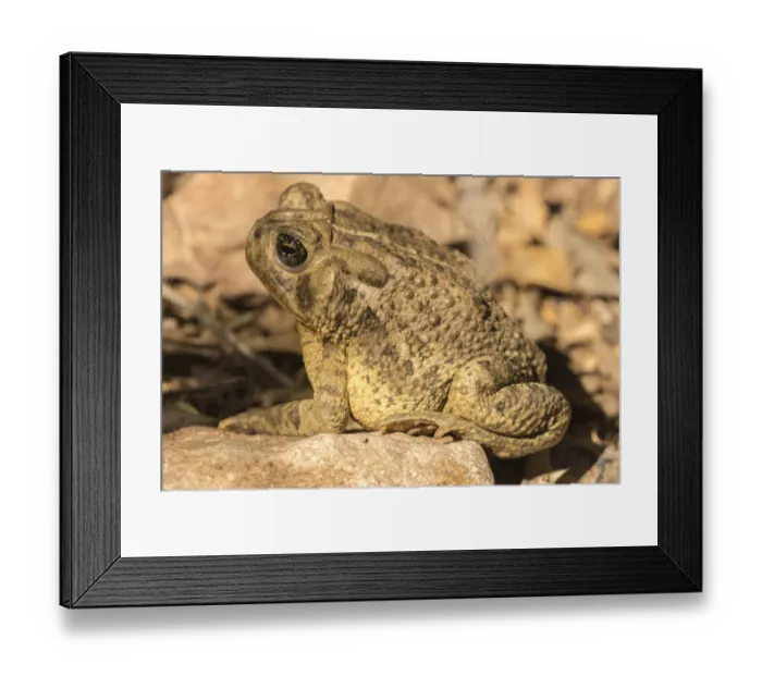 Framed Print : USA, Arizona, Desert Botanic Garden. Great plains toad Framed Print : USA, Arizona, Desert Botanic Garden. Great plains toad