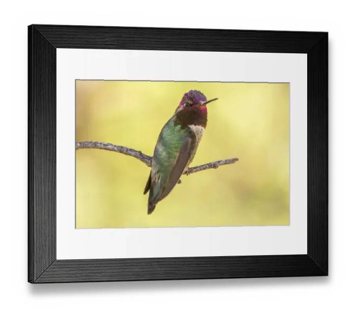 Framed Print : USA, Arizona, Boyce Thompson Arboretum State Park. Male Annas hummingbird displaying on limb Framed Print : USA, Arizona, Boyce Thompson Arboretum State Park. Male Annas hummingbird displaying on limb