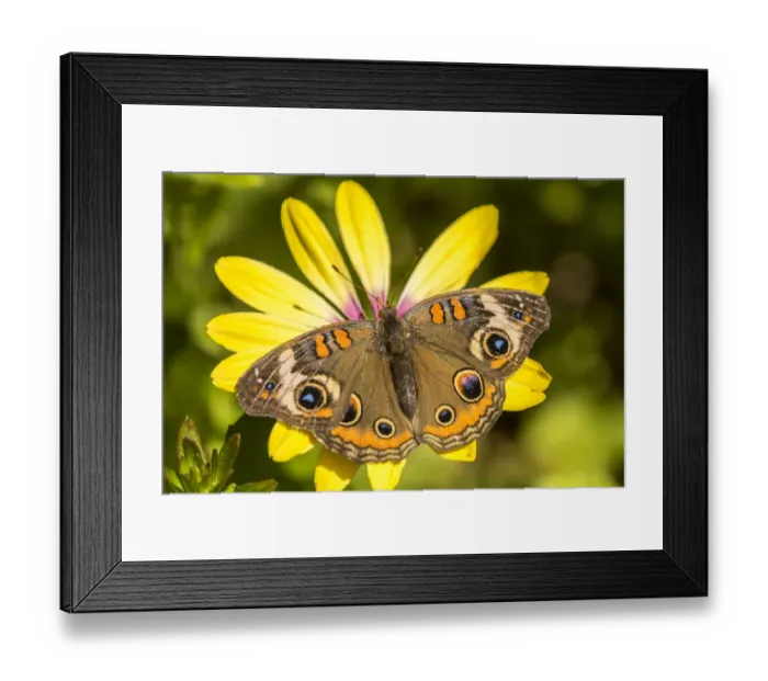 Framed Print : USA, Arizona, Desert Botanic Garden. Buckeye butterfly on flower. Credit as: Cathy Framed Print : USA, Arizona, Desert Botanic Garden. Buckeye butterfly on flower. Credit as: Cathy