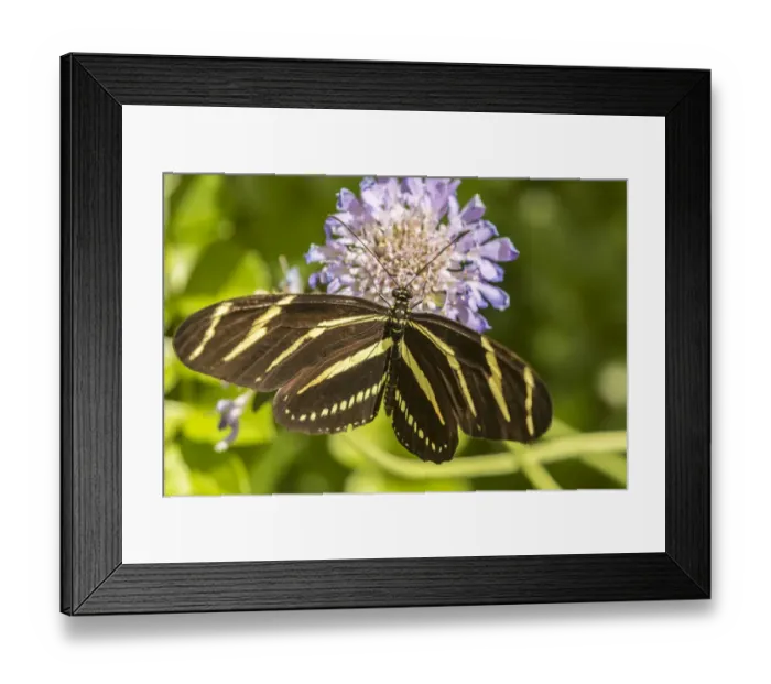 Framed Print : USA, Arizona, Desert Botanic Garden. Zebra long-wing butterfly on flower. Credit as Framed Print : USA, Arizona, Desert Botanic Garden. Zebra long-wing butterfly on flower. Credit as