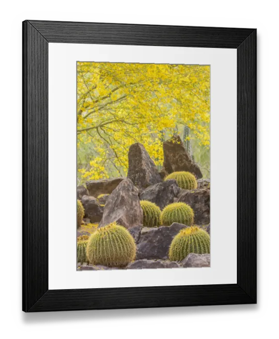 Framed Print : USA, Arizona, Desert Botanic Garden. Cactus garden and rocks Framed Print : USA, Arizona, Desert Botanic Garden. Cactus garden and rocks