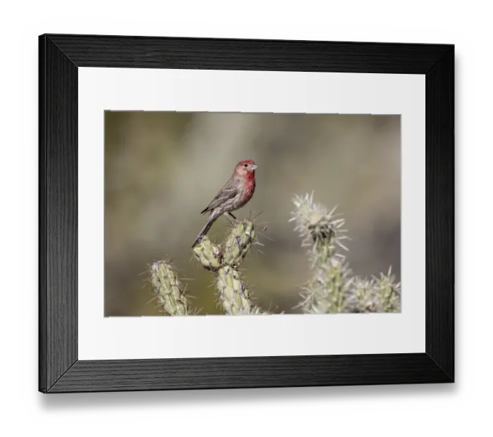 Framed Print : USA, Buckeye, Arizona. House finch perched on a cholla cactus in the Sonoran Desert Framed Print : USA, Buckeye, Arizona. House finch perched on a cholla cactus in the Sonoran Desert