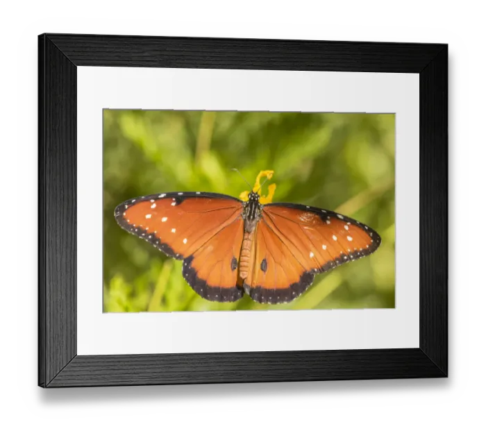 Framed Print : USA, Arizona, Desert Botanic Garden. Queen butterfly