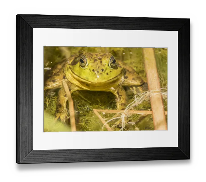 Framed Print : USA, Arizona, Desert Botanic Garden. Bullfrog in water Framed Print : USA, Arizona, Desert Botanic Garden. Bullfrog in water