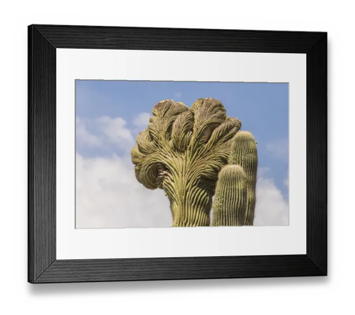 Framed Print : USA, Arizona, Desert Botanic Garden. Cristate saguaro cactus Framed Print : USA, Arizona, Desert Botanic Garden. Cristate saguaro cactus