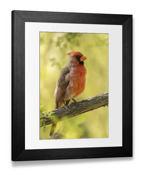 Framed Print : USA, Arizona, Arizona-Sonora Desert Museum. Cardinal-pyrrhuloxia hybrid bird. Credit as