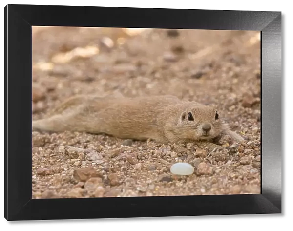 USA, Arizona, Sonoran Desert. Round-tailed ground squirrel cooling off. Credit as