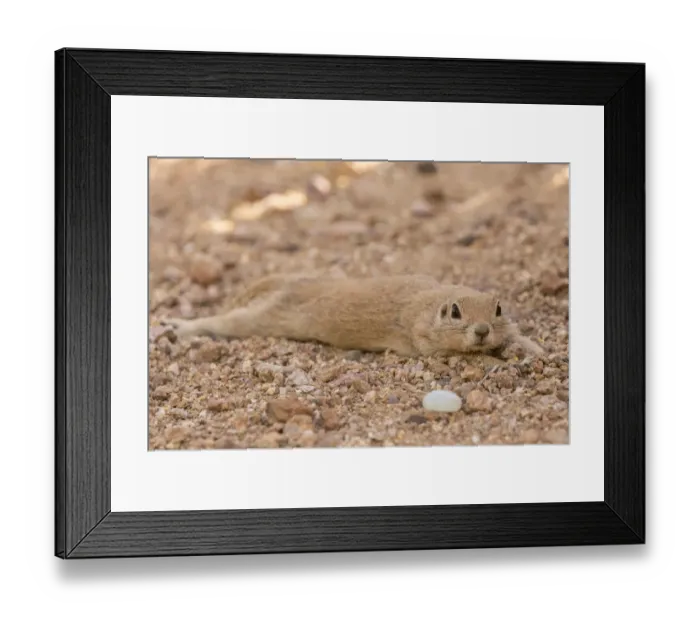 Framed Print : USA, Arizona, Sonoran Desert. Round-tailed ground squirrel cooling off. Credit as Framed Print : USA, Arizona, Sonoran Desert. Round-tailed ground squirrel cooling off. Credit as