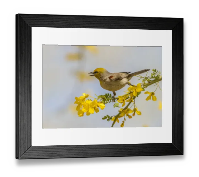 Framed Print : USA, Arizona, Sonoran Desert. Verdin bird on limb