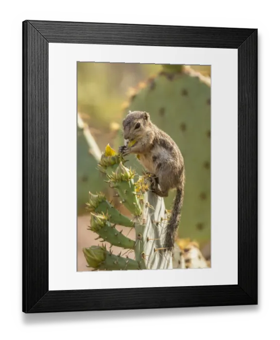 Framed Print : USA, Arizona, Desert Botanic Garden. Harriss ground squirrel feeding on prickly Framed Print : USA, Arizona, Desert Botanic Garden. Harriss ground squirrel feeding on prickly