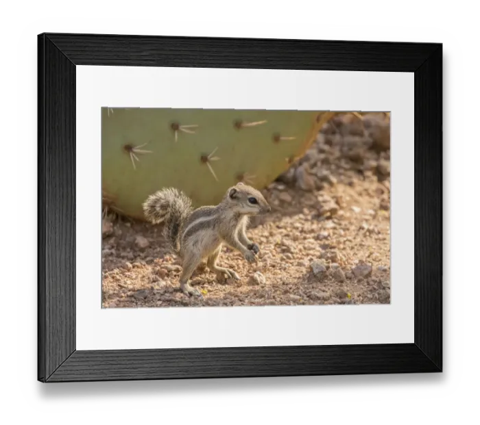 Framed Print : USA, Arizona, Desert Botanic Garden. Harriss ground squirrel and prickly pear cactus Framed Print : USA, Arizona, Desert Botanic Garden. Harriss ground squirrel and prickly pear cactus