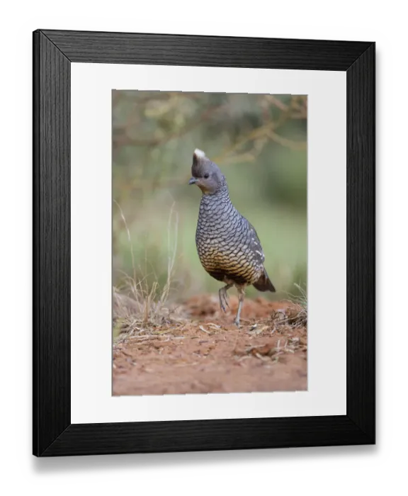 Framed Print : Scaled Quail (Callipepla squamata) feeding in grassland habitat Framed Print : Scaled Quail (Callipepla squamata) feeding in grassland habitat