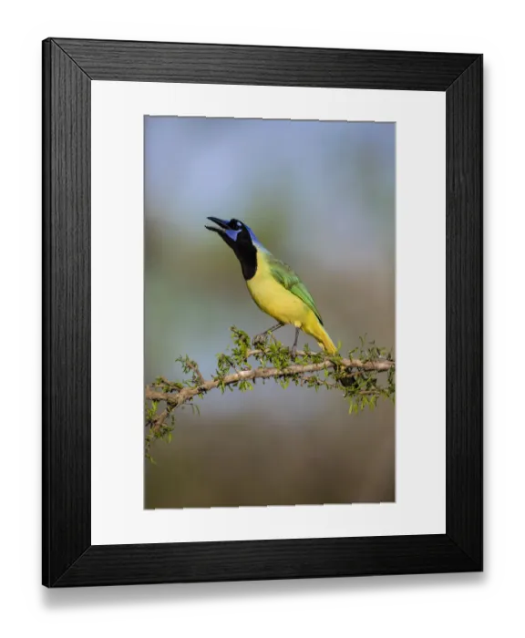 Framed Print : Green jay (Cyanocorax yncas) calling Framed Print : Green jay (Cyanocorax yncas) calling