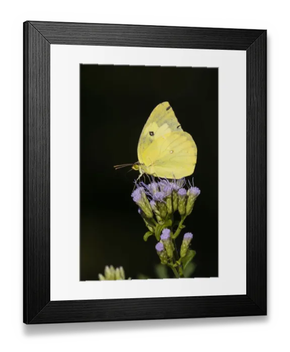 Framed Print : Southern Dogface (Colias cesonia) butterfly feeding Framed Print : Southern Dogface (Colias cesonia) butterfly feeding