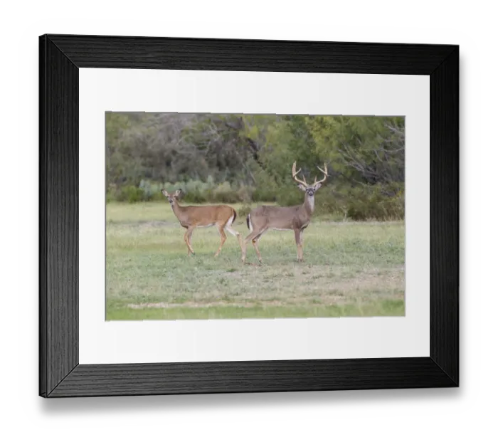 Framed Print : White-tailed Deer (Odocoileus virginianus) in cactus and grass habitat Framed Print : White-tailed Deer (Odocoileus virginianus) in cactus and grass habitat
