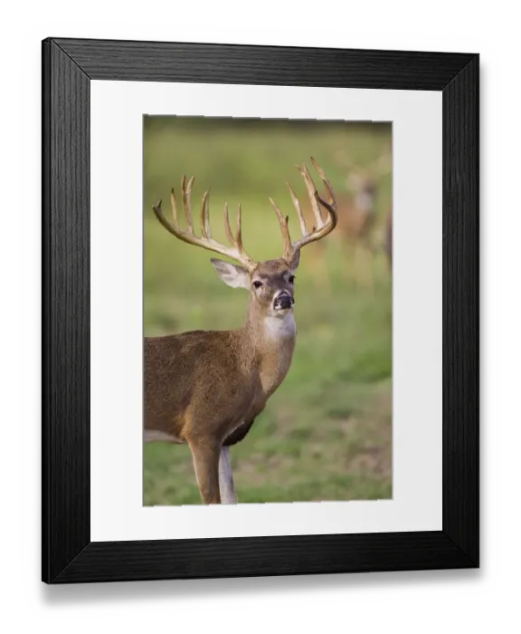 Framed Print : White-tailed Deer (Odocoileus virginianus) in cactus, grass and thornbrush habitat Framed Print : White-tailed Deer (Odocoileus virginianus) in cactus, grass and thornbrush habitat