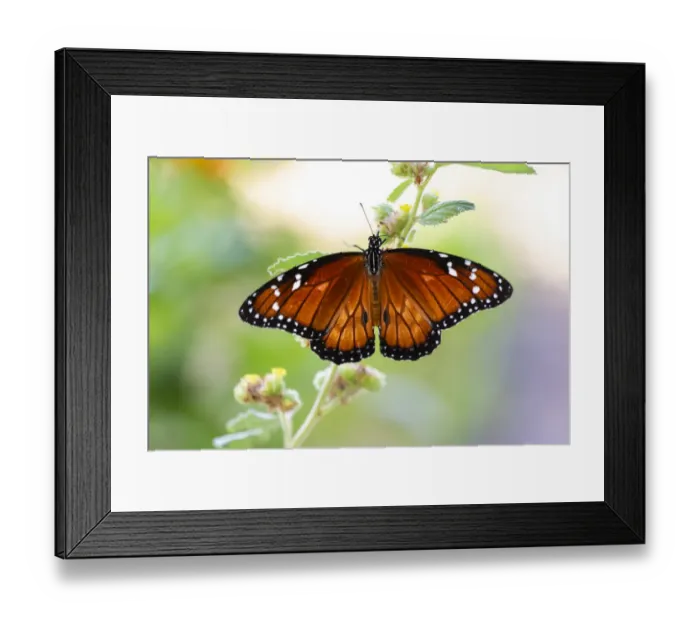 Framed Print : Soldier (Danaus eresimus) butterfly feeding at flower Framed Print : Soldier (Danaus eresimus) butterfly feeding at flower