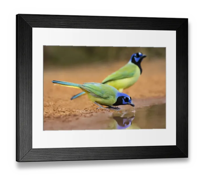 Framed Print : Green jay (Cyanocorax yncas) drinking Framed Print : Green jay (Cyanocorax yncas) drinking