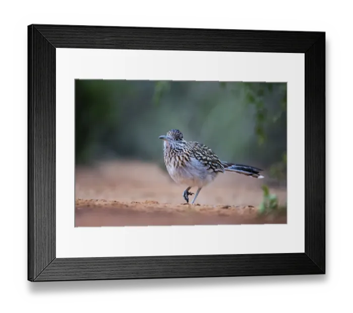 Framed Print : Greater roadrunner (Geococcyx californianus) in habitat