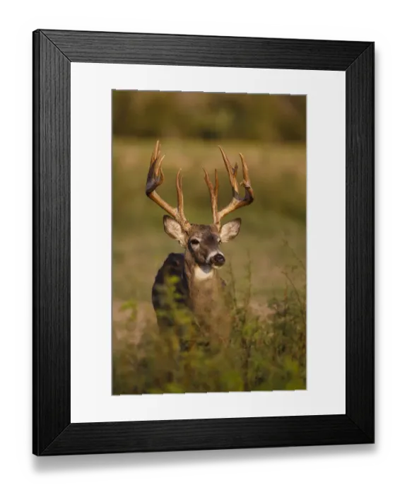 Framed Print : White-tailed Deer (Odocoileus virginianus) in cactus, grass and thornbrush habitat