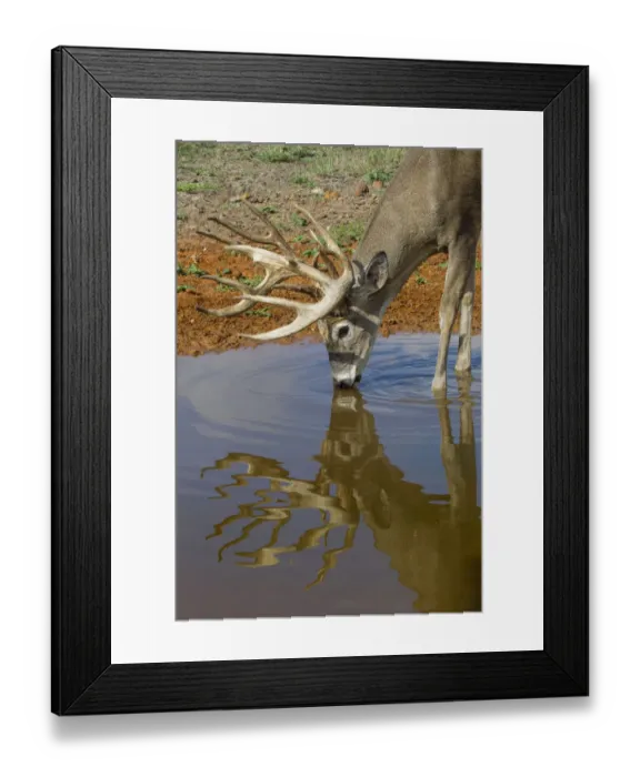 Framed Print : White-tailed Deer (Odocoileus virginianus) drinking Framed Print : White-tailed Deer (Odocoileus virginianus) drinking