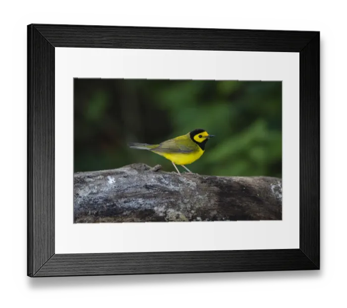 Framed Print : Hooded Warbler (Wilsonia citrina) on limb Framed Print : Hooded Warbler (Wilsonia citrina) on limb
