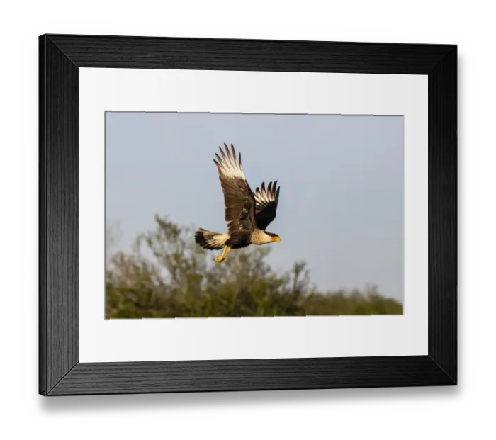 Framed Print : Crested caracara (Caracara cheriway) landing Framed Print : Crested caracara (Caracara cheriway) landing
