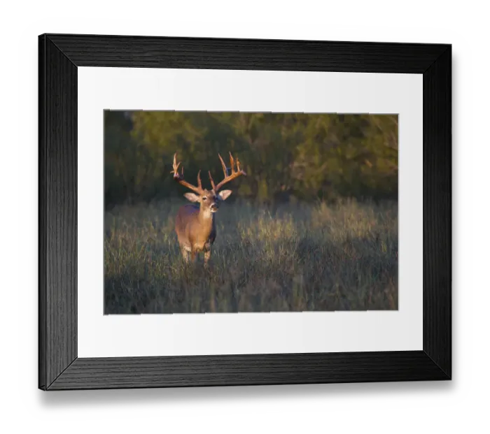 Framed Print : White-tailed Deer (Odocoileus virginianus) in cactus, grass and thornbrush habitat