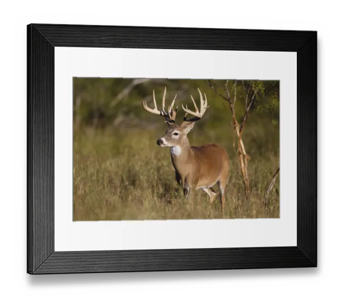 Framed Print : White-tailed Deer (Odocoileus virginianus) in cactus, grass and thornbrush habitat Framed Print : White-tailed Deer (Odocoileus virginianus) in cactus, grass and thornbrush habitat