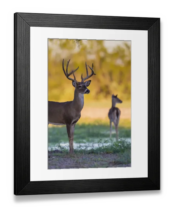 Framed Print : White-tailed Deer (Odocoileus virginianus) buck and doe at sunset Framed Print : White-tailed Deer (Odocoileus virginianus) buck and doe at sunset
