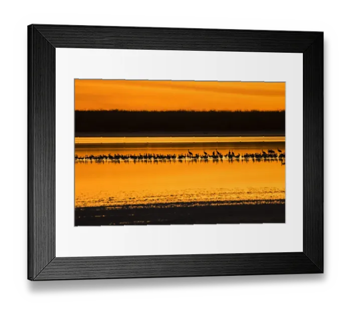 Framed Print : Snow Geese and Sandhill Cranes at the roost