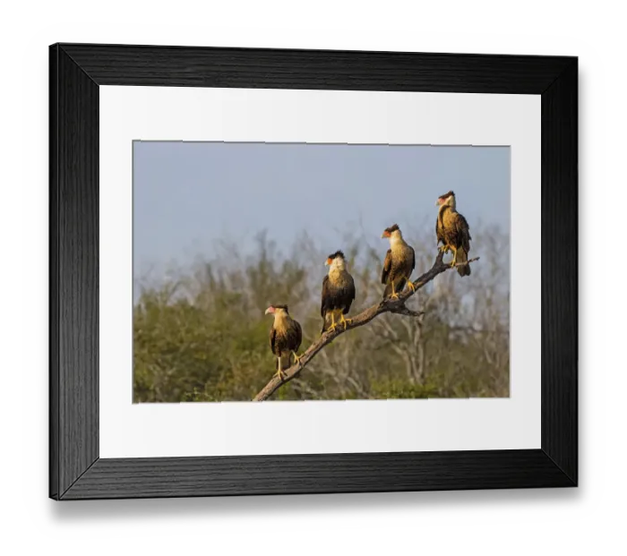 Framed Print : Crested caracara (Caracara cheriway) Framed Print : Crested caracara (Caracara cheriway)