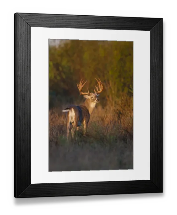 Framed Print : White-tailed Deer (Odocoileus virginianus) in cactus, grass and thornbrush habitat Framed Print : White-tailed Deer (Odocoileus virginianus) in cactus, grass and thornbrush habitat