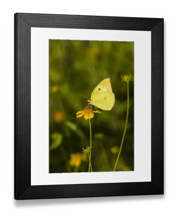 Framed Print : Southern Dogface (Colias cesonia) butterfly feeding Framed Print : Southern Dogface (Colias cesonia) butterfly feeding