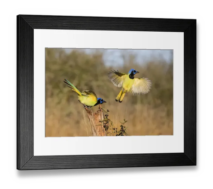 Framed Print : Green jay (Cyanocorax yncas) flying