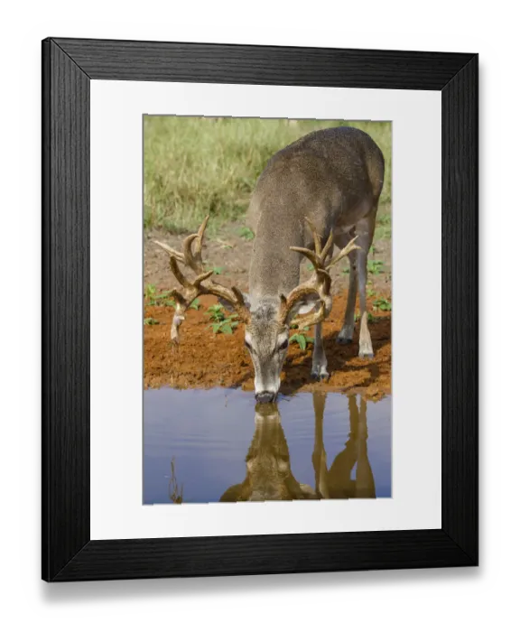 Framed Print : White-tailed Deer (Odocoileus virginianus) drinking Framed Print : White-tailed Deer (Odocoileus virginianus) drinking