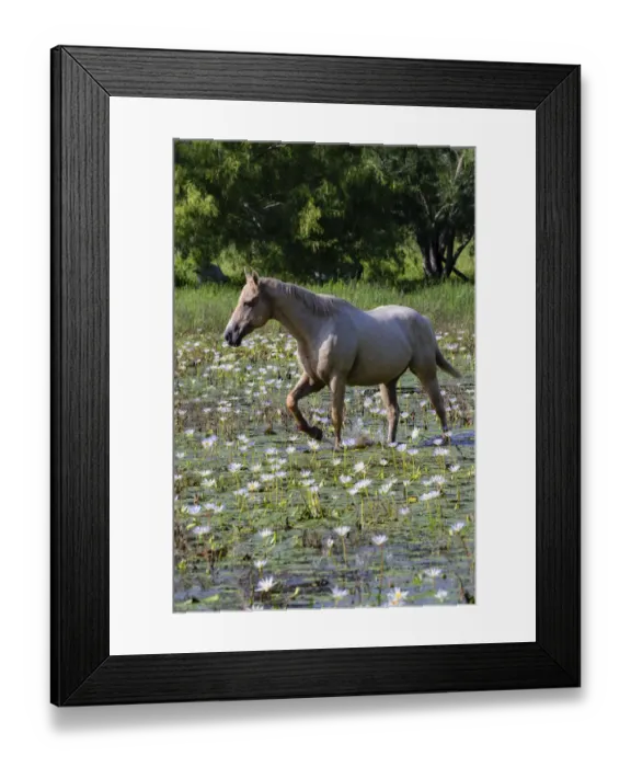 Framed Print : Horse wading in shallow pond Framed Print : Horse wading in shallow pond