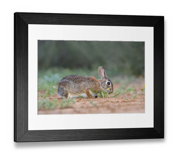 Framed Print : Eastern cottontail (Sylvilagus floridanus) eating Framed Print : Eastern cottontail (Sylvilagus floridanus) eating