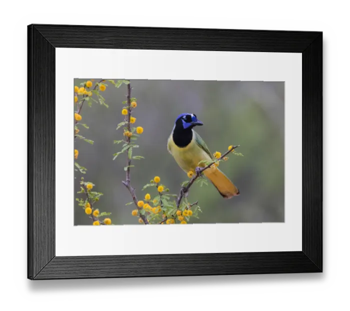 Framed Print : Green jay (Cyanocorax yncas) perched Framed Print : Green jay (Cyanocorax yncas) perched