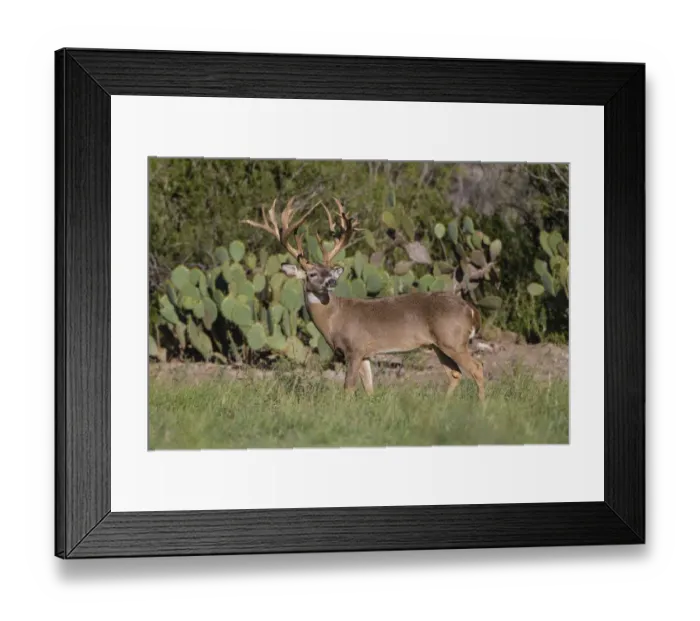 Framed Print : White-tailed Deer (Odocoileus virginianus) in cactus, grass and thornbrush habitat Framed Print : White-tailed Deer (Odocoileus virginianus) in cactus, grass and thornbrush habitat