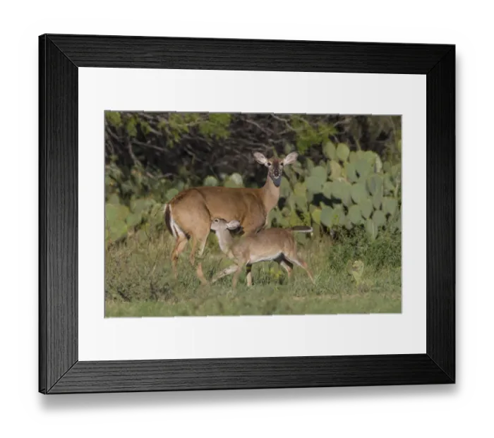 Framed Print : White-tailed Deer (Odocoileus virginianus) young nursing from mother