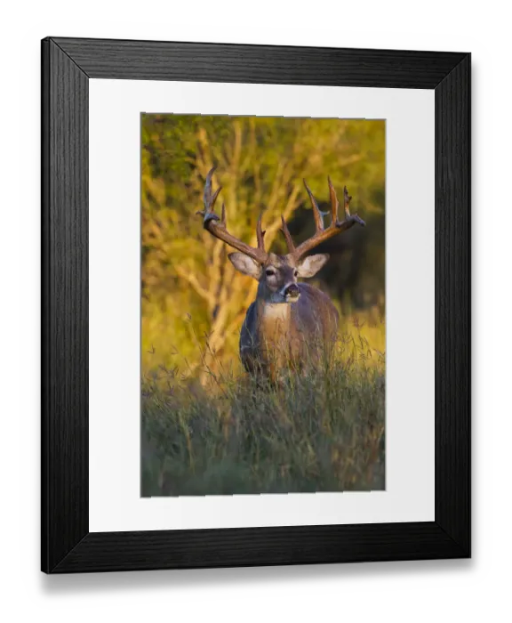 Framed Print : White-tailed Deer (Odocoileus virginianus) in cactus, grass and thornbrush habitat Framed Print : White-tailed Deer (Odocoileus virginianus) in cactus, grass and thornbrush habitat