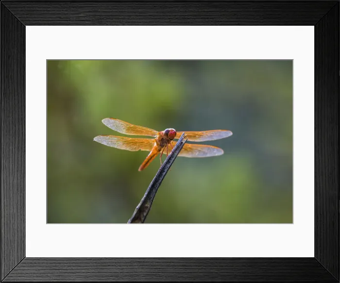 Framed Print : Flame skimmer (Libellula saturata) dragonfly on perch Framed Print : Flame skimmer (Libellula saturata) dragonfly on perch