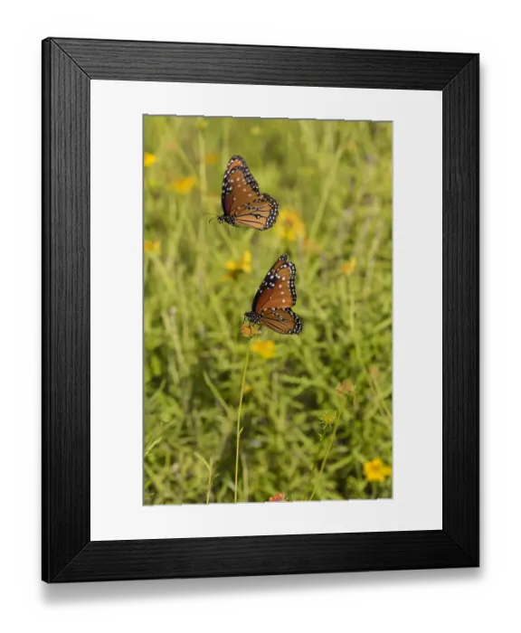Framed Print : Queens (Danaus gilippus) butterfly pair in breeding activity Framed Print : Queens (Danaus gilippus) butterfly pair in breeding activity