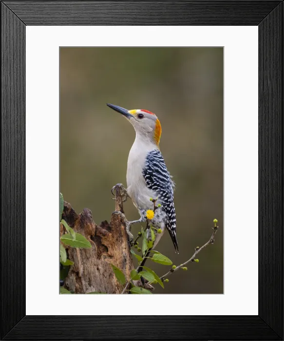 Framed Print : Golden-fronted woodpecker (Melanerpes aurifrons) foraging Framed Print : Golden-fronted woodpecker (Melanerpes aurifrons) foraging